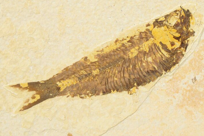Detailed Fossil Fish (Knightia) - Wyoming #186482